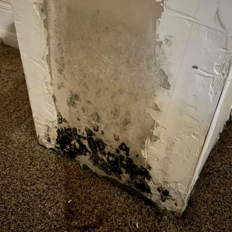 Professional Mold Removal in Fort Stockton, TX